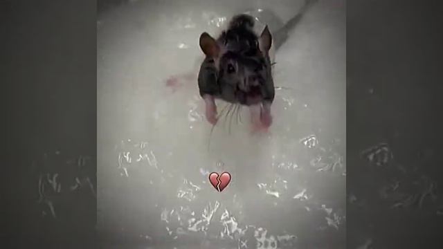 Крыса моется. Крыса ищ мема #funny #funnyvideo #mem #прикол #смех #приколы2023 #смехдослез смотреть онлайн