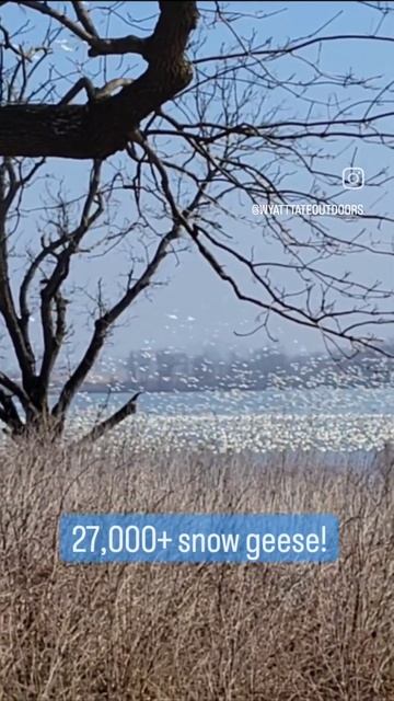 AMAZING! 27,000 snow geese take flight! смотреть онлайн