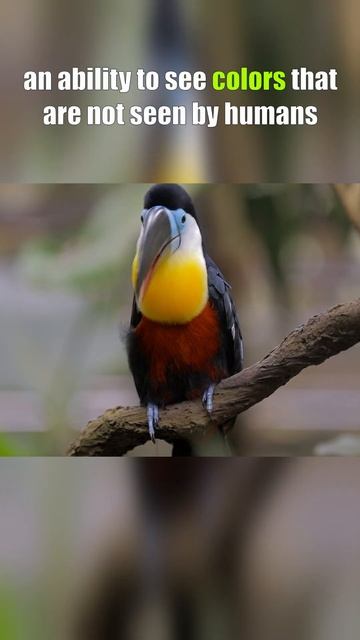Interesting Facts about Toucan Birds | Animal Facts | Wildlife #shorts #animal #animals смотреть онлайн