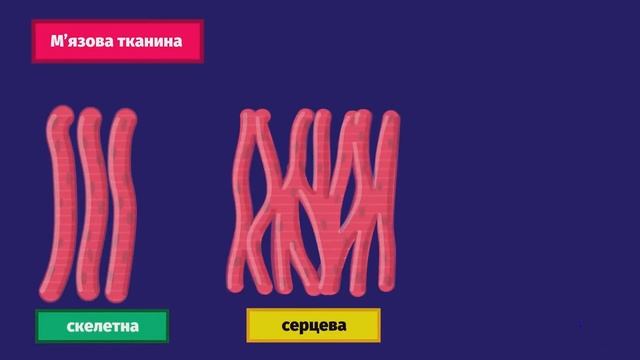Будова м'язової тканини смотреть онлайн