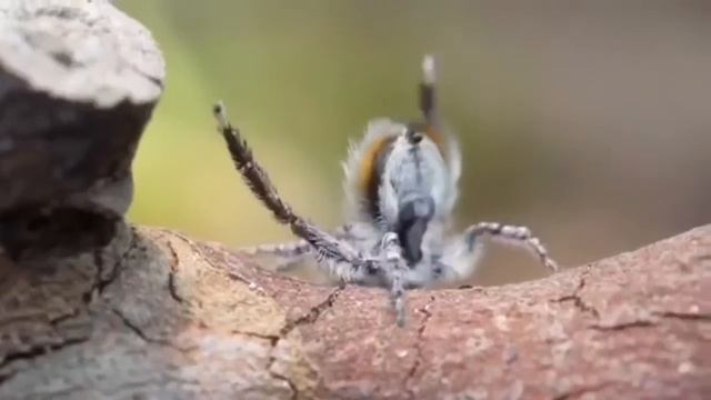 Dancing peacock spider 🕷 AWESOME! смотреть онлайн
