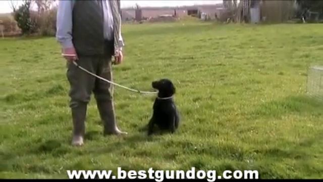 Gun Dog Training (Pre-Training Week 2) смотреть онлайн