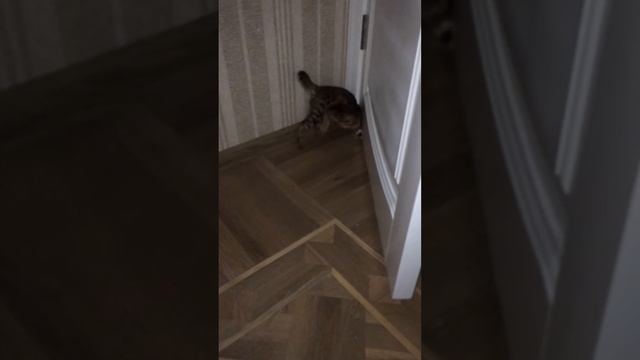 Свифт играется с хвостом