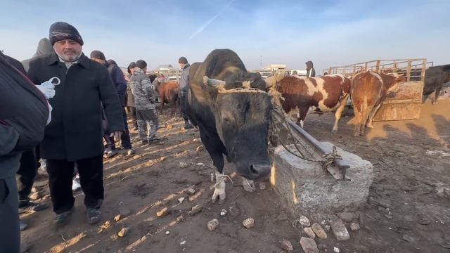 ГИГАНТ БУҚА СОТИЛДИ 1100 кг ХОРАЗМ МОЛ БОЗОРИ. GIGANT BULL SOLD OUT  21-январь 2024 г.