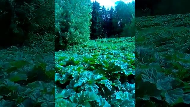 Ярушкинский парк. г.Ижевск. Part2 смотреть онлайн