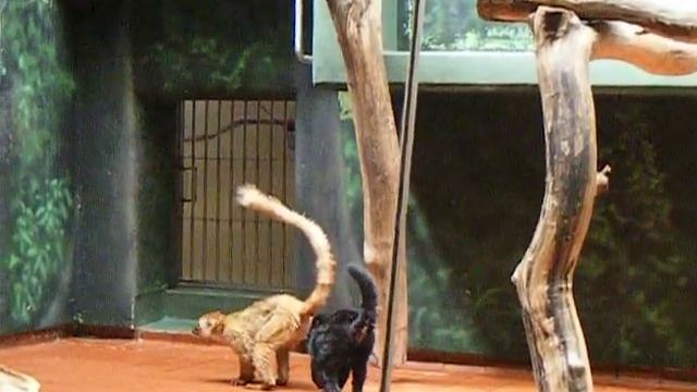 Philadelphia Zoo Blue-Eyed Black Lemurs смотреть онлайн