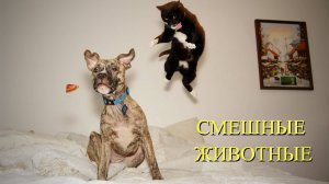 Смешные прикол с животными. СМЕШНОЕ ВИДЕО С ЖИВОТНЫМИ. подборка лучших приколов.