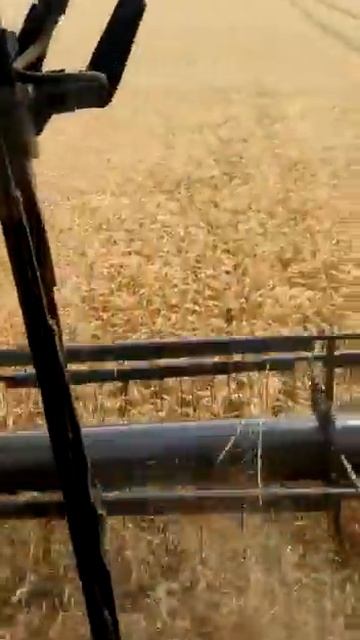 Лидия 2017 ООО "Сорт" смотреть онлайн