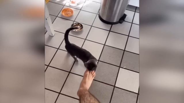 Кошки ведут себя естественно