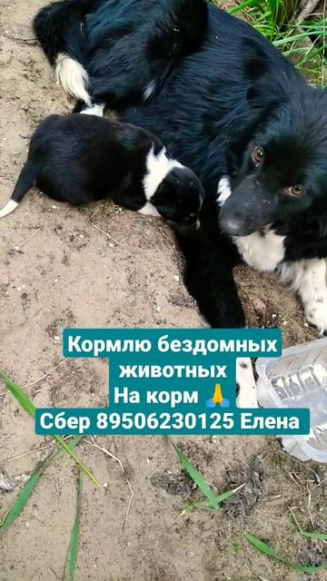 #рекомендации #животные #еда #собака #мама #щенки #благотворительность #благодать #помочь смотреть онлайн