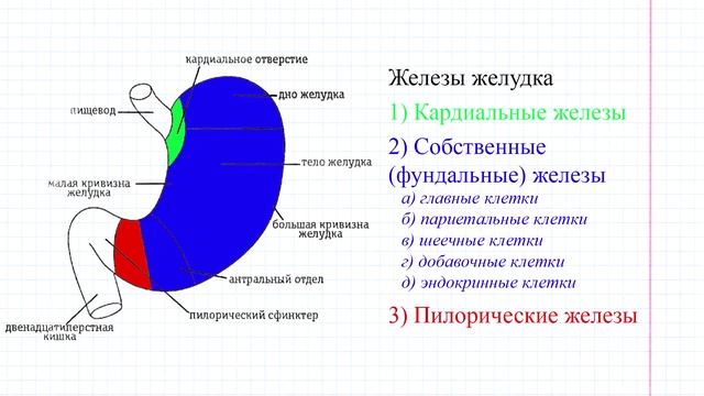 38 Железы желудка смотреть онлайн