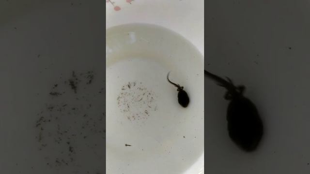 а вот и первая пара лап выросла 🐸😁 смотреть онлайн