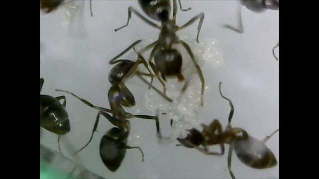 Argentine Ant Colony 8 (Feeding the brood & first steps at 1:18) смотреть онлайн