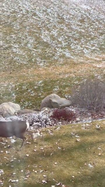 Many Wild Deers | Canada Wildlife #Shorts смотреть онлайн