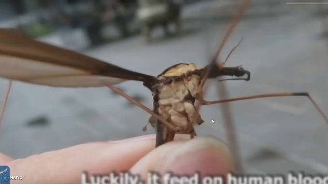 WEAPONIZED смотреть онлайн