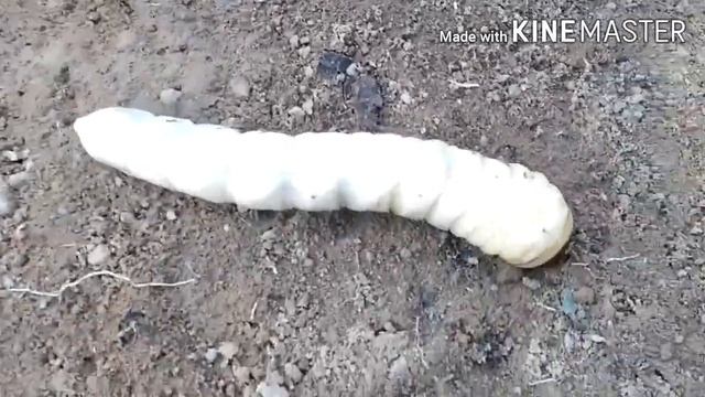 Larva gigante смотреть онлайн