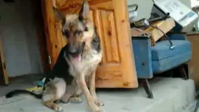 Собака Герда смотреть онлайн