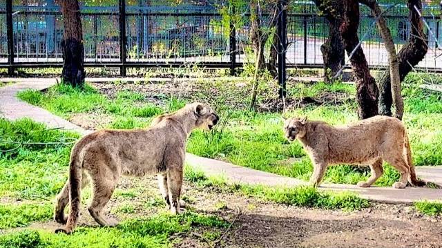 Олег Зубков работает на износ! В одиннадцать лег, в два проснулся, точно ПЕРЕСПАЛ ЛИШНЕГО))) смотреть онлайн