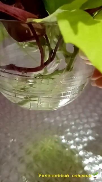 Самый простой и 100%метод укоренения каллизии, ипомеи и колеусов. смотреть онлайн