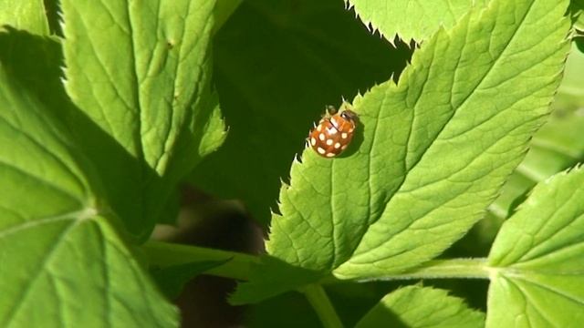 MACRO VIDEO