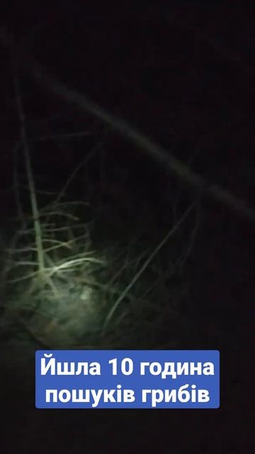 Йшла 10 година пошуків грибів... #прикол смотреть онлайн