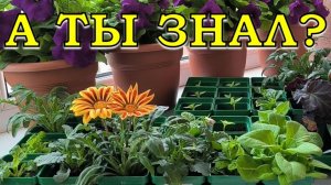 ПЕРЕЧЕНЬ ЦВЕТОВ, которые можно сеять в АПРЕЛЕ🌺🐝🌻🐞🌼