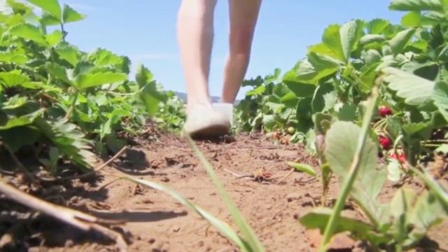 Najjače organsko gnojivo za JAGODE! Berite Krupne i Slatke plodove na Kante смотреть онлайн