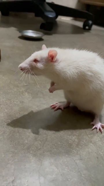 White rat standing position ….😂😂 #cuteness смотреть онлайн