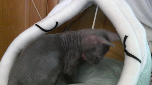 DSCF0034 смотреть онлайн