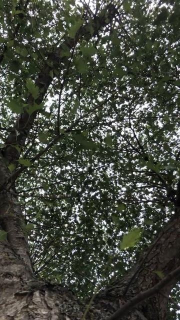 Cut Leaved Alder - canopy - July 2018 смотреть онлайн