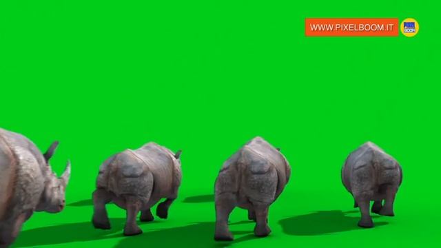 Green Screen Group of Rhinoceros Runs - Footage PixelBoom смотреть онлайн