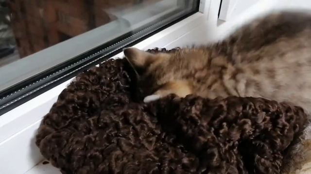 Кот-овощеед смотреть онлайн