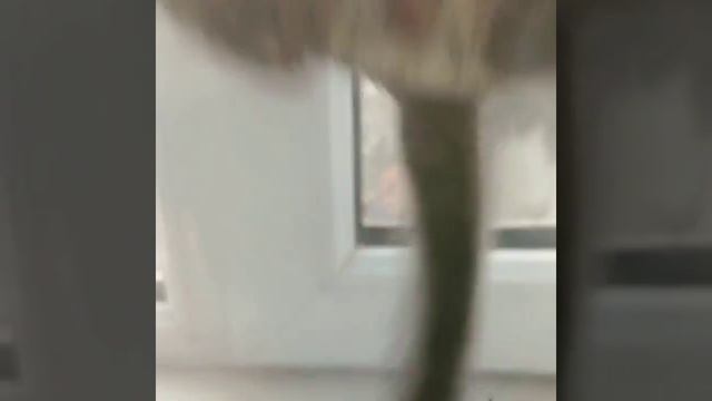 Шиншилла прыгает на ручки❤️ смотреть онлайн