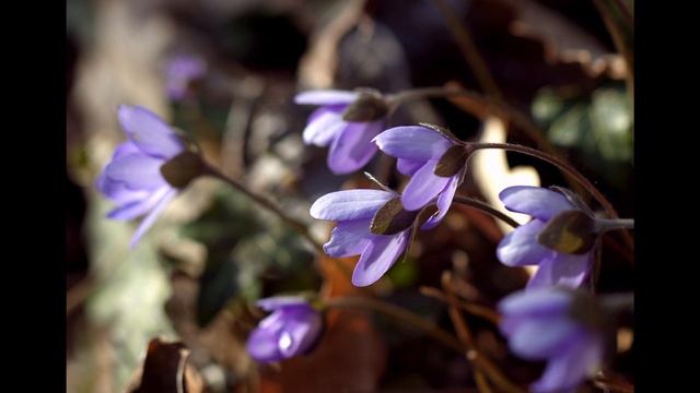 Hepatica nobilis 2012.mp4 смотреть онлайн