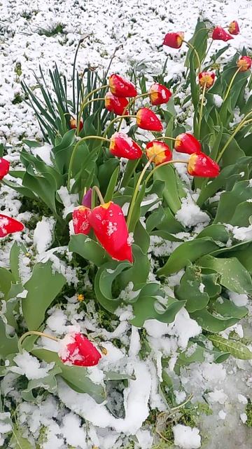 Снег в апреле на Кубани! На юге тюльпаны в снегу. 12 апреля 2025 #топыкатегорий смотреть онлайн