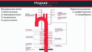27 Ветви дуги аорты