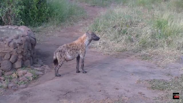 Spotted hyena: Heavily pregnant? Naledi Dam: Jan 26 2022, 11:25 AM - 12:35 PM SAST смотреть онлайн