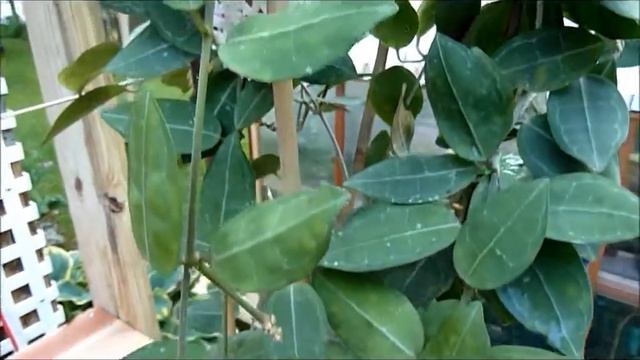 Hoya elliptica Tour.wmv смотреть онлайн