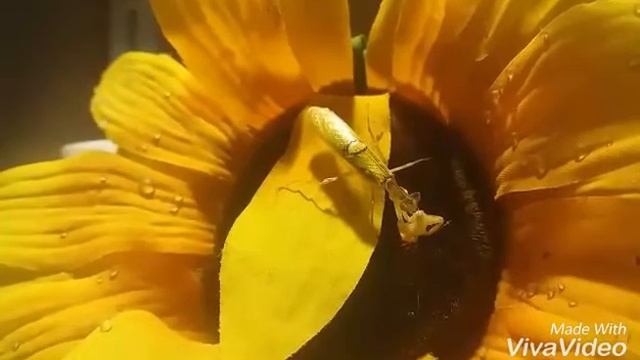 Creobroter gemmatus qui mange смотреть онлайн