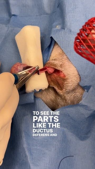 Minimally Invasive Laser Neuter in Dogs смотреть онлайн