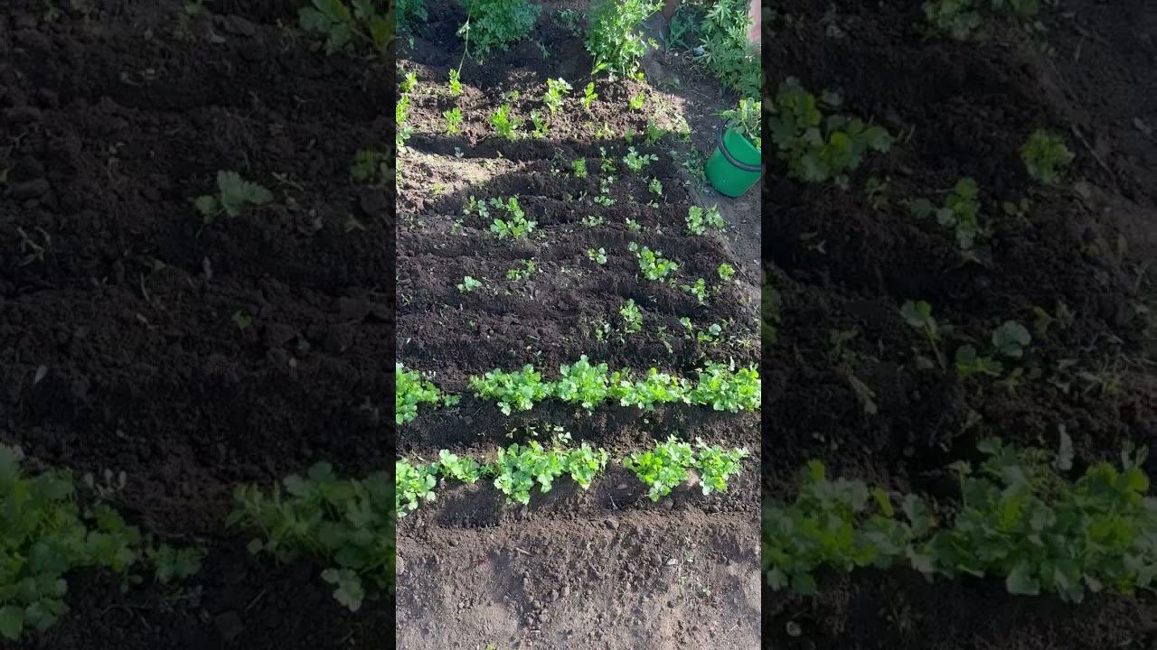 Трава в огороде не дремлет смотреть онлайн