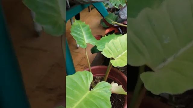 Introducing my friend's plants (Vlog #2) смотреть онлайн