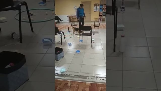 Карлос, предметы разные, поиск корицы смотреть онлайн