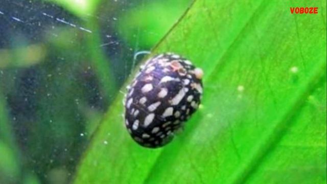 Аквариумная улитка Теодоксус