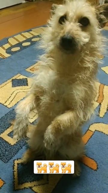 Собака "Кнопка" сидит на задних лапах | Dog "Button" sits on the hind legs смотреть онлайн