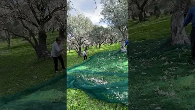 La raccolta delle olive a mano come una volta смотреть онлайн