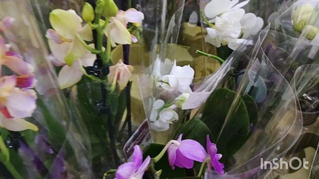 Новые орхидеи в с.ц."Росток"/12.04.25/ смотреть онлайн