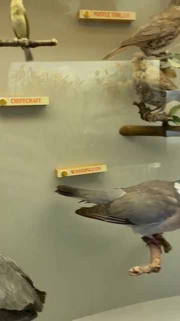 #animals #taxidermy #taxidermyart #photography #wildlife #birds #birdwatching #birding #artwork смотреть онлайн