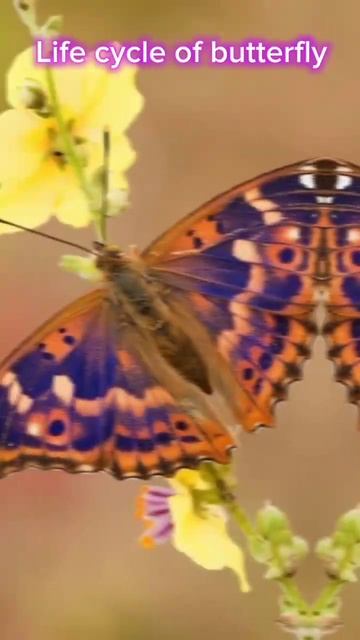 Butterfly Life Cycle#shorts #explore смотреть онлайн