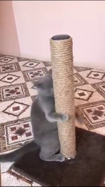 Когтеточка УЮТ смотреть онлайн